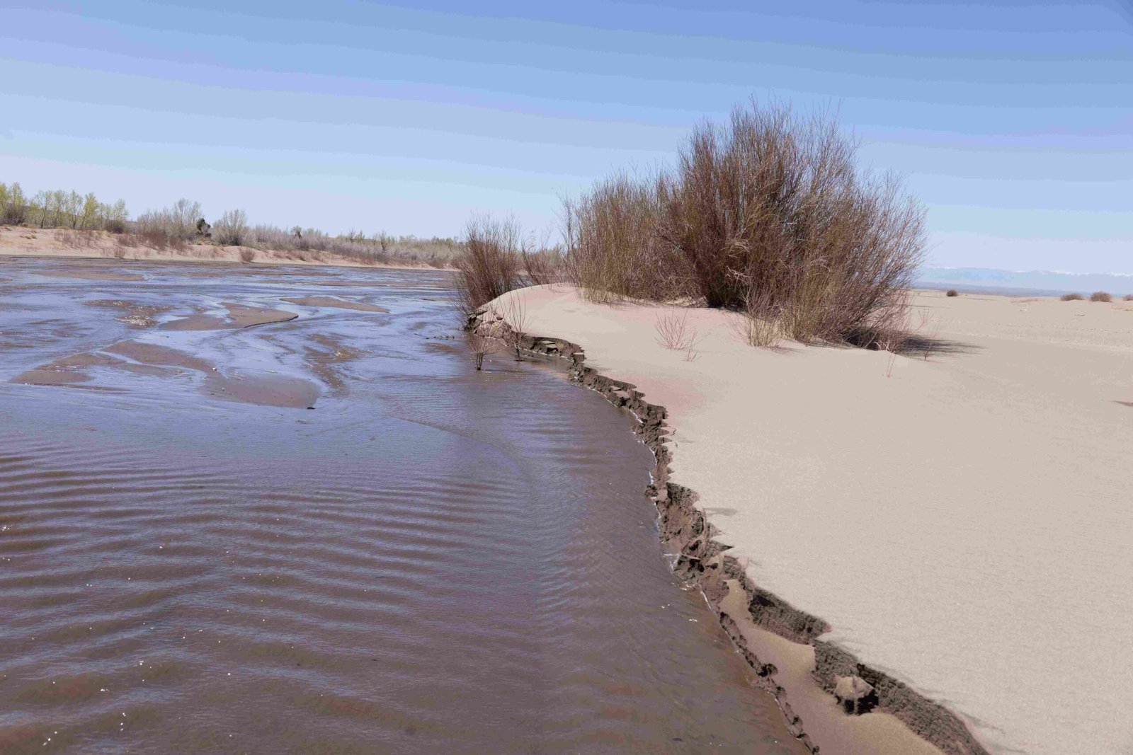 great sand dunes national park with a dog