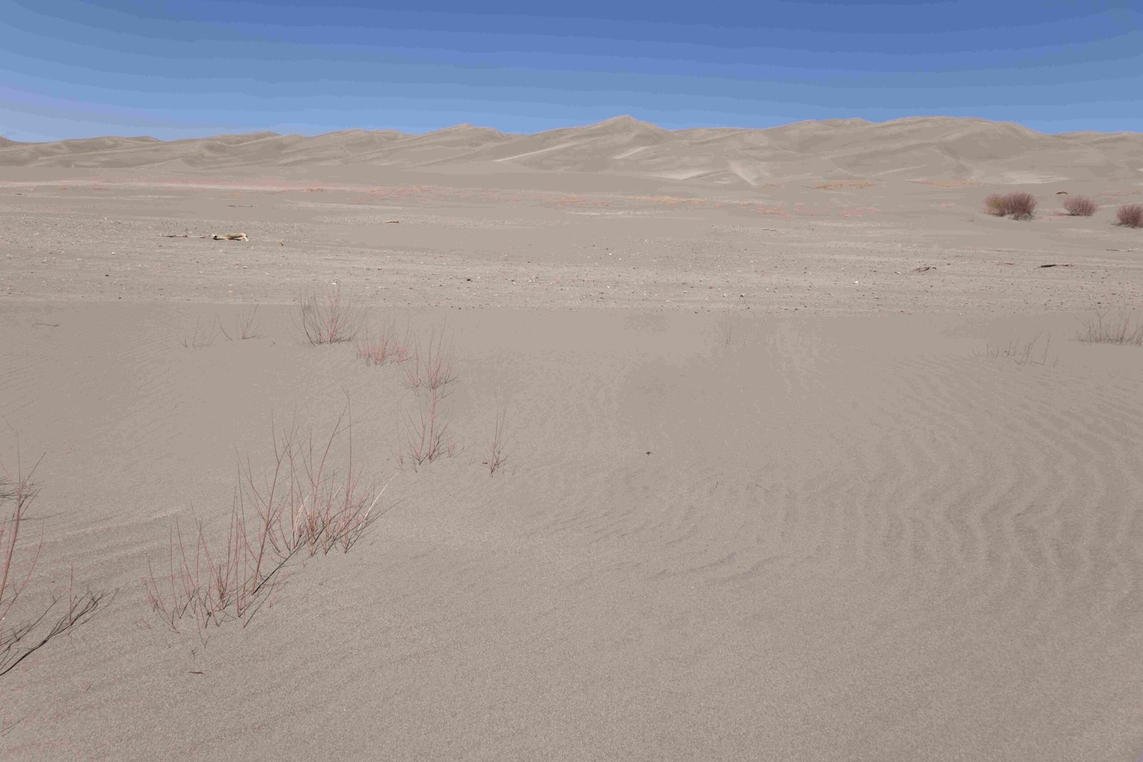 places to eat near the great sand dunes national park